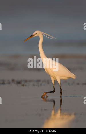 Western Reef Reiher Egretta Gularis Angeln im flachen Meerwasser im weichen Abendlicht, Nabq, Ägypten. Stockfoto