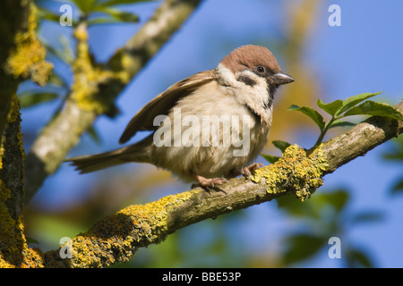 Erwachsenen eurasischen Baum-Spatz (Passer Montanus) thront auf Flechten bedeckt Zweig Stockfoto
