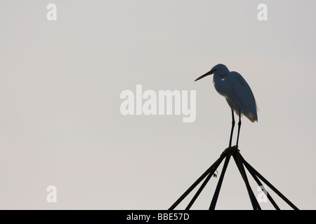 Western Reef Reiher Egretta Vulgaris Silhouette sitting on Top of Struktur in Nabq Bay, Ägypten. Stockfoto