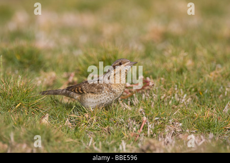 Migration Wendehals-Jynx Boden Torquilla Fütterung auf in Gärten des Hotels Nabq Bay, Ägypten. Stockfoto