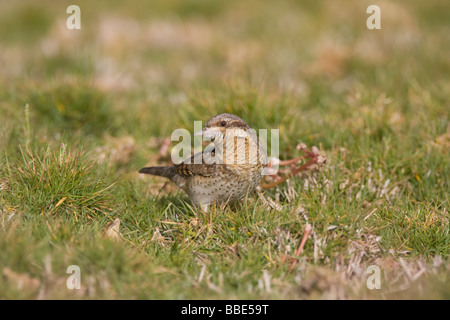 Migration Wendehals-Jynx Boden Torquilla Fütterung auf in Gärten des Hotels Nabq Bay, Ägypten. Stockfoto