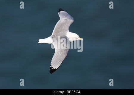 Schwarz-legged Kittewake (Rissa Tridactyla) fliegen über den Ozean Stockfoto