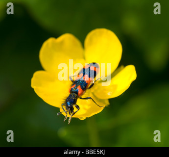 Biene-Käfer oder Biene Wolf (Trichodes Apiarius), Frankreich Stockfoto