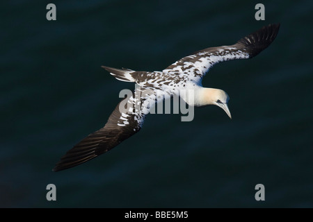 3. Sommer Basstölpel (Morus Bassanus) während des Fluges mit dem Meer im Hintergrund Stockfoto