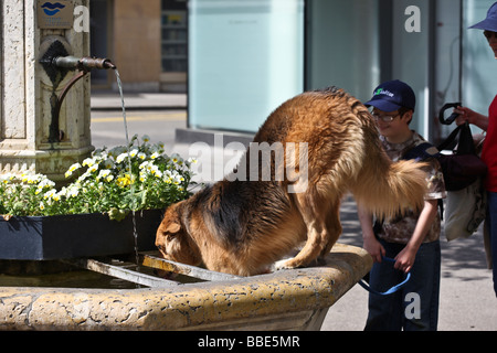 Thristy Hund in öffentlichen Brunnen mit Wasser zu trinken Stockfoto