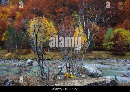 Herbst Farben in Ribereta de Arazas, Ordesa-Tal, Spanische Pyrenäen Stockfoto