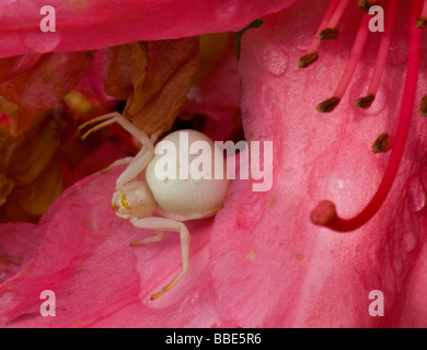 Weiße Krabbenspinne (Misumena Vatia), Frankreich Stockfoto