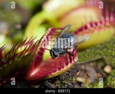 Venus Fly Trap (Dionaea Muscipula) Stockfoto