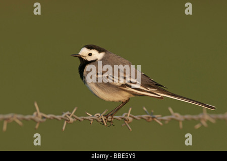 Bachstelze (Motacilla Alba) Stockfoto