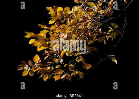 Sonne scheint auf die goldenen Blätter eines Baumes im Herbst Stockfoto