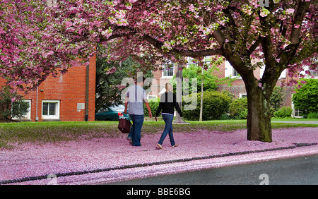 Ein paar Spaziergänge auf rosa Blütenblätter. Stockfoto