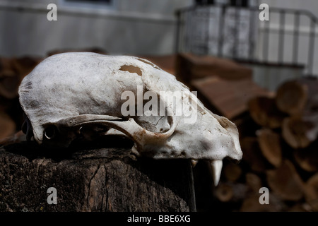 Ein kleines Tier Schädel. Stockfoto