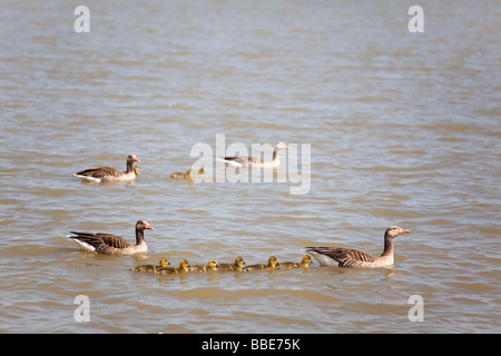 Graugans Gans Familie (Anser Anser) Wasser Ausflug, Neusiedler See, in der Nähe von Rust, Burgenland, Österreich, Europa Stockfoto