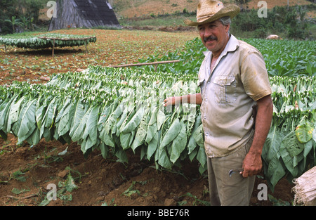 Tabak angebaut in der Provinz Pinar del Rio in Kuba Stockfoto
