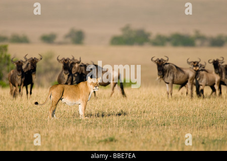 Herde von blaue Gnus (Connochaetes Taurinus) und eine Löwin (Panthera Leo), Masai Mara National Reserve, Kenia, Ostafrika Stockfoto