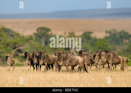 Herde von blaue Gnus (Connochaetes Taurinus), Masai Mara National Reserve, Kenia, Ostafrika Stockfoto