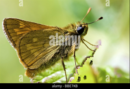 Skipper Butterfly erschrecken drei Spinnen Stockfoto