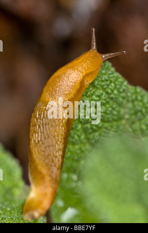Makro-Bild von eine Schnecke, die Fütterung auf Pulmonaria Blatt Stockfoto