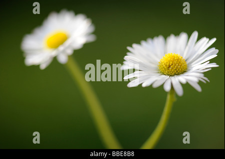 Gänseblümchen (Bellis Perennis) Stockfoto