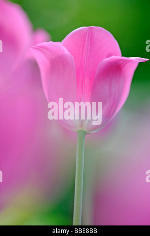Tulpe (Tulipa) Stockfoto