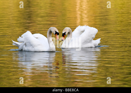 Höckerschwäne (Cygnus Olor), Paarungsverhalten Stockfoto