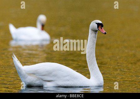 Höckerschwan (Cygnus Olor) Stockfoto