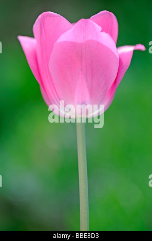 Tulpe (Tulipa) Stockfoto