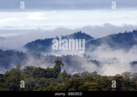 Nebelwald Landschaft - Sachatamia Rainforest Reserve - Mindo, Ecuador Stockfoto