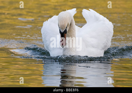 Höckerschwan (Cygnus Olor), Angriff auf männlich Stockfoto