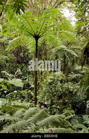 Dichte Wolke Wald - Sachatamia Rainforest Reserve - Mindo, Ecuador Stockfoto