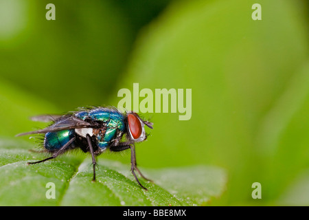 Grüne Flasche fliegen (Lucilia Caesar) Stockfoto