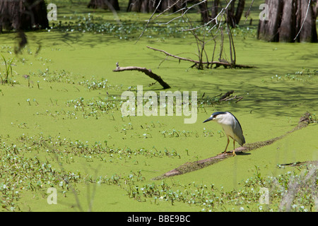 Schwarz-gekrönter Nachtreiher in den Cypress Insel Preserve verwaltet von the Nature Conservancy Stockfoto