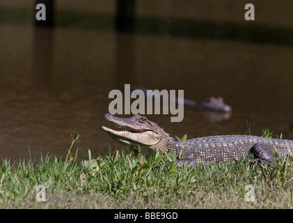 Avery Island Louisiana ein Krokodil sonnt sich in der Sonne, während eine andere Schwimmer in einem Teich im Jungle Gardens Stockfoto