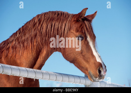 Spanische arabische Pferd im Winter, mit Blick auf einen Zaun, Hengst, Nord-Tirol, Austria, Europe Stockfoto