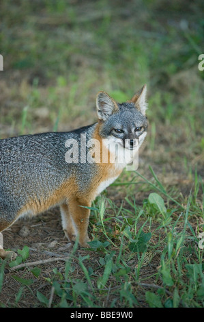 Insel Insel Santa Cruz, Fuchs (Urocyon Littoralis) WILD, stark gefährdet, Channel Islands Nationalpark, Kalifornien Stockfoto