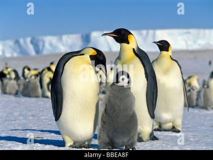 Kaiserpinguine (Aptenodytes Forsteri) mit Küken auf Iceshelf, Antarktis Stockfoto