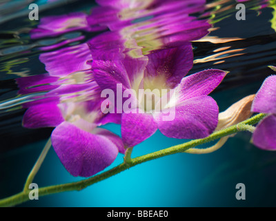 Schöne lila Phalaenopsis Blüten unter Wasser Stockfoto