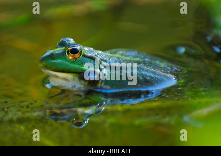 Grasfrosch, Grasfrösche, Frosch, Frösche, Frösche bei der Paarung