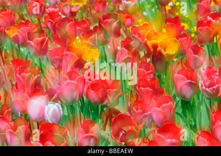 Tulpen (Tulipa) auf einer Wiese, Mehrfachbelichtungen Stockfoto