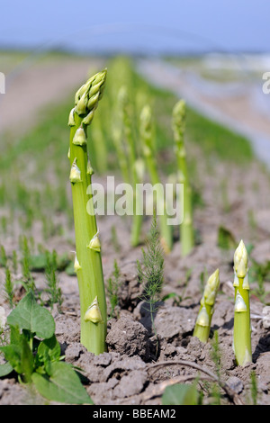 Grüner Spargel (Aspagurus) wächst im Feld, Brandenburg, Deutschland, Europa Stockfoto