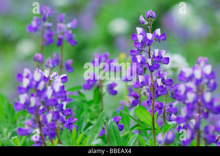 Laubbäume Lupine, Mount Rainier Nationalpark, Pierce County, Kaskade-Strecke, Washington, USA Stockfoto