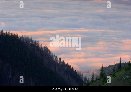 Blick von Hurricane Ridge, Olympic Nationalpark, Washington, USA Stockfoto