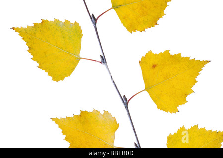 Birke Blätter Stockfoto