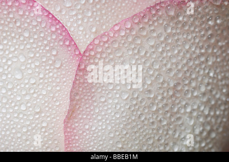 Wassertropfen auf Blütenblätter rosa Rose Stockfoto