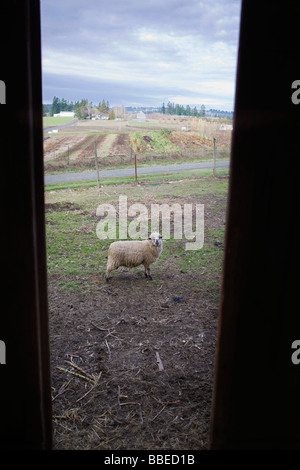 Ansicht der Schafe durch ein Scheunentor auf einer Farm in Hillsboro, Oregon, USA Stockfoto