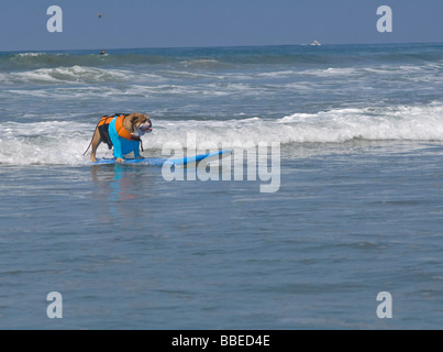 Surfen im Surf Hund Hund Surf-A-Thon, Del Mar, Kalifornien, USA Stockfoto