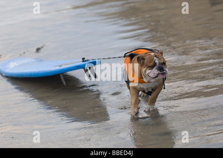 Hund zieht Surfbrett in Surf Dog Surf-A-Thon, Del Mar, Kalifornien, USA Stockfoto