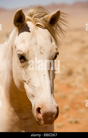 Nahaufnahme des Wildpferdes, Aus, Karas Region, Namibia Stockfoto