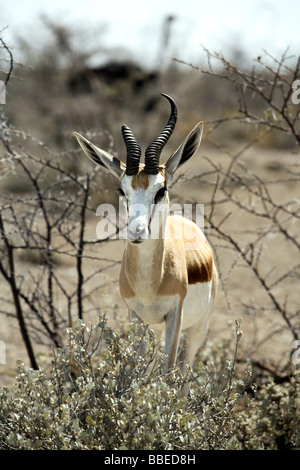 Springbock, Etosha Nationalpark, Kunene Region, Namibia Stockfoto