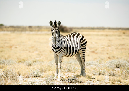 Zebra, Etosha Nationalpark, Kunene Region, Namibia Stockfoto